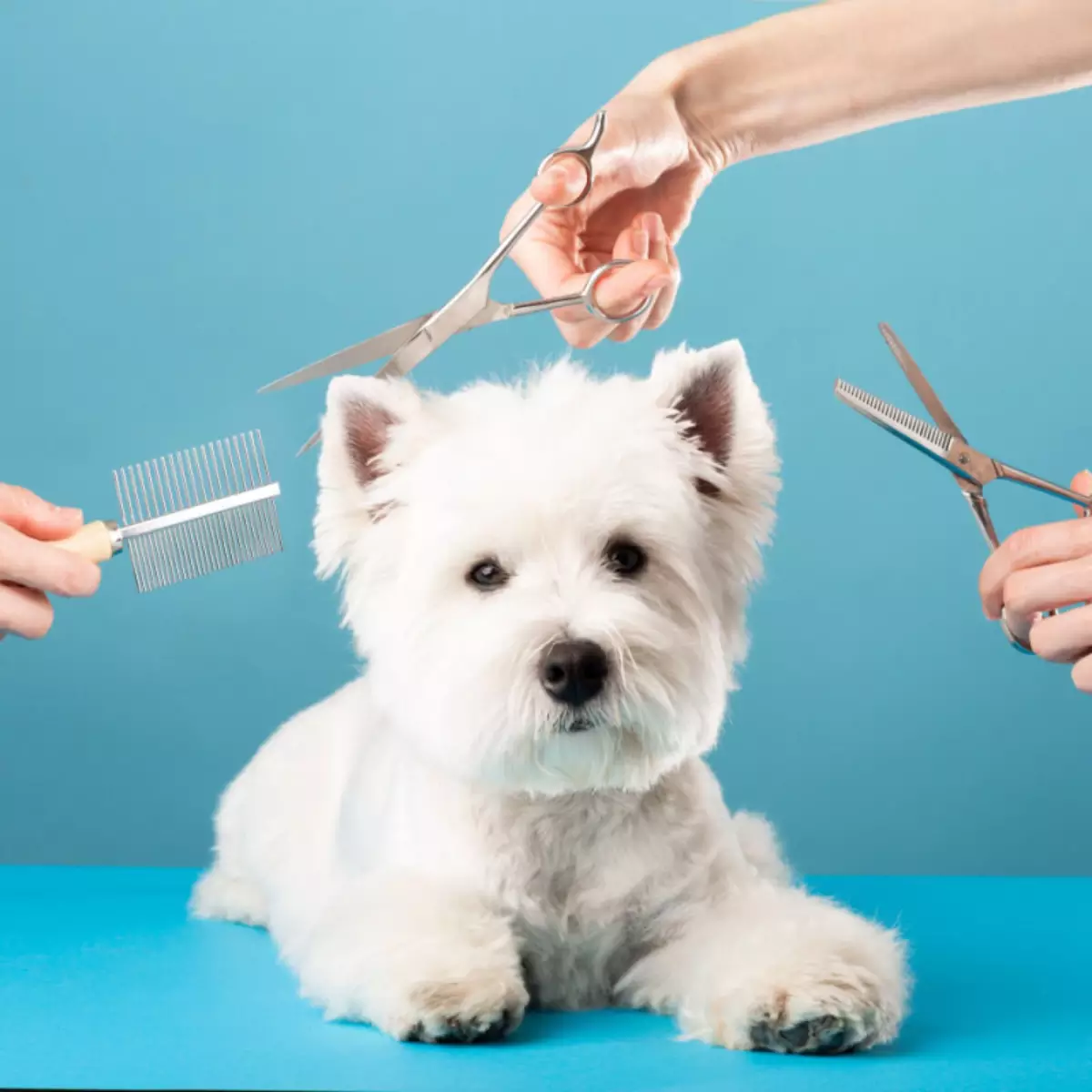 Tosa higiênica e estética